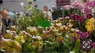 Dresden Orchid Show 🥰🌺🌸