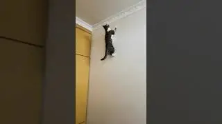 котик человек паук