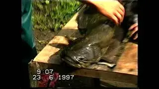 РИБА АРХІВ