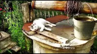 Осень, подпишись и поставь лайк
