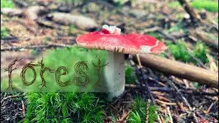 Day in the woods