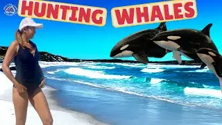Bremer Bay, Orca's Hunting, Bush Camping