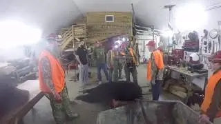 DAY 2 DADS BEAR WEIGHT IN 350 LBS. big river saskatchewan, Canada,  Sask Can Outfitters, 2019