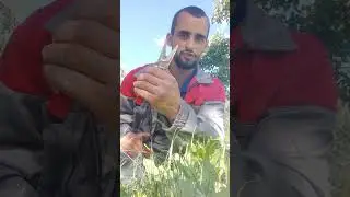 Если рвать щавель, то только таким способом 