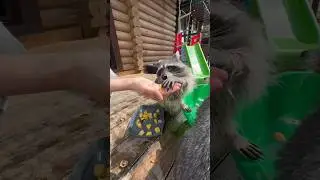 Пробуют ананас! Соооочно…