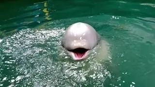 Wild Side With Clay - Beluga rescue, Savin the Vaquita and more - Season 2 Ep 2