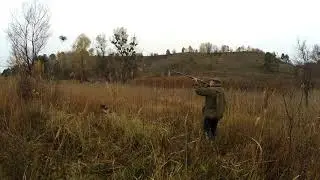 Охота на фазана с курцхааром - Охота с Игорем Влащенко