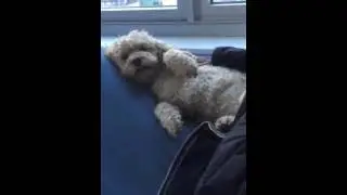 Doggy Of The Day