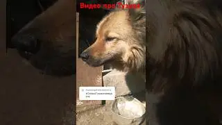 Видео про Тузика (#СобакаТузиксновавделе). #ОПЕРАТОР @dj_shorts_official2