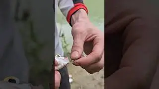 РЫБАЛКА НА РЕКЕ Или #Аралтобе #вобла #сазан #fishing