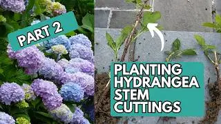 Part 2: Planting Hydrangea Stem Cuttings | Propagating Hydrangeas