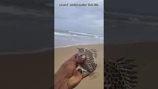 Rescue mission: underwater fish safely returned to their sea 🐠🌊