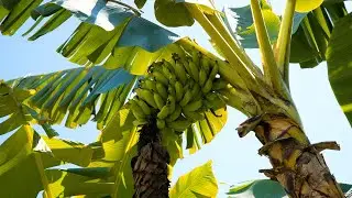 Kualoa Grown Tour - Kualoa Ranch