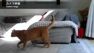 Otter and Cat Playing. #animal #otter #cat