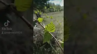 скоро , скоро весна! #мыдеревенские