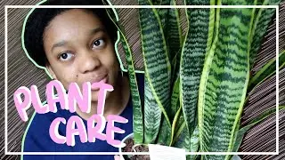 My Indoor Plants Project