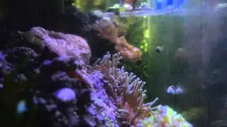 Can you have a reef tank with little filtration?