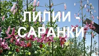 Саранка в саду Деление луковиц