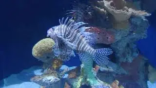 My trip to the aquarium