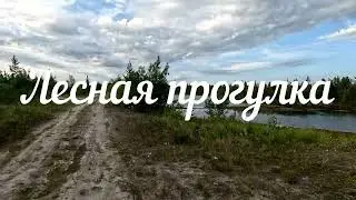 Лесная прогулка - в поисках морошки. #янао #лето #лес