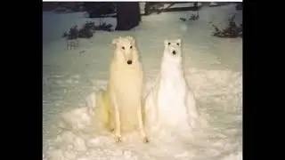 cursed images that i found on google with happy music 2