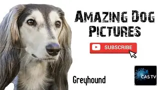 Greyhound, the runner, amazing action captured on photos