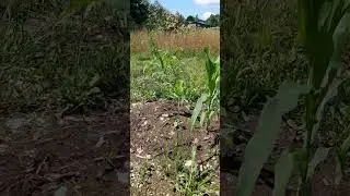 First Attempt at Three Sister Style Agriculture