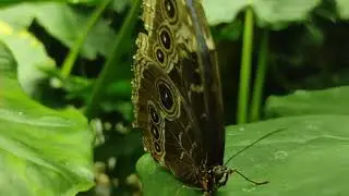 Dev Kelebekler 🦋🦋🦋