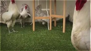 دجاج تحاول تبيض و يساعدوها البقية