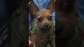Tiny but mighty: Meet Los Angeles County's smallest K-9