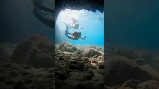 Swim with wild Mermaids! 🐢😍 