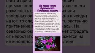 Какое окно больше подходит? колеусы