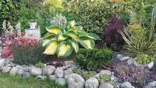 ХОСТЫ в моём саду в начале лета (с названием) # Hosta/Funkien in meinem Garten am Anfang des Sommers