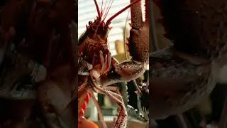 Do lobsters feel pain?