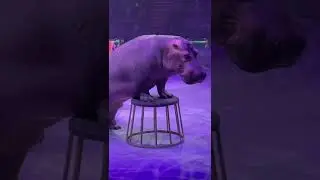 Цирк. Шоу с бегемотами.