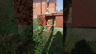 Курочка мамочка #жизньвдеревне#шелковыекуры#цыплятабрама