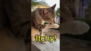 Itchy Cat Licking its Paws. So CUTE
