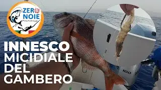 Come pescare facilmente i paraghi con un nuovo innesco del gambero.