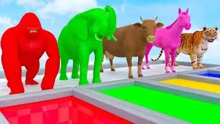 Cow, Tiger, Lion, Gorilla, Elephant, Shark Crossing Animal Animation for Learning Colors With Animal