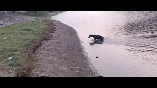 Dog swimming