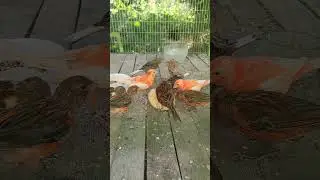 Канарейки