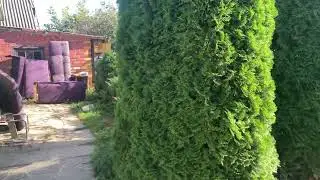 Прыехаў у дярэўню.