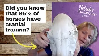 Did You Know That 95% Of Horses Have Cranial Trauma? || Holistic Horseworks Talks