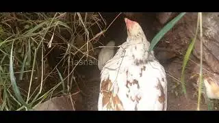 Hen with Little chicks #chicken #babyanimals #viralvideo #hasnain Murree H.D