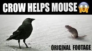 Smart Crow Shares food with a mouse | Crow with a Golden Heart | Smart Crow