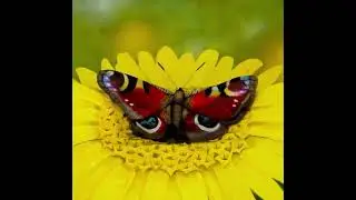 Amazing Artist #artist