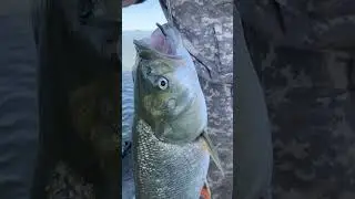Чисто на память