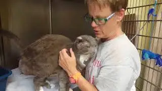 Cat with Broken Jaw So Thankful for Second Chance, He Melts into Woman’s Arms and Won't Let Go
