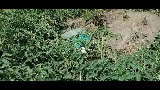 1 MONTH 3 WEEKS TOMATO PROJECT. Am Soon Making a video of how I am managing this project.
