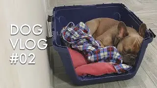 Как Мы Собрали Переноску Для Собаки В Самолет | Dog Vlog 2